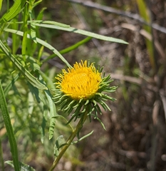 Grindelia nuda