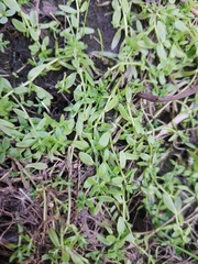 Callitriche