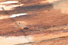 Uleiota planata