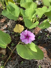 Ipomoea pes-caprae