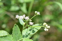 Florestina tripteris