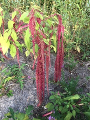 Amaranthus caudatus