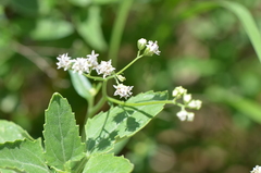 Florestina tripteris