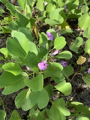 Ipomoea pes-caprae