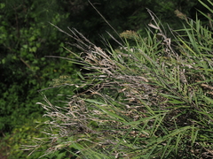 Arundo formosana