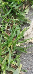 Poa annua