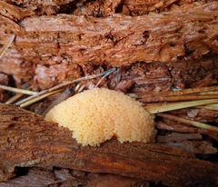 Tubifera