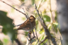 Emberiza rustica