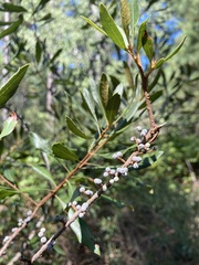 Morella cerifera