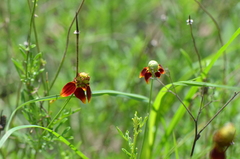 Ratibida columnifera
