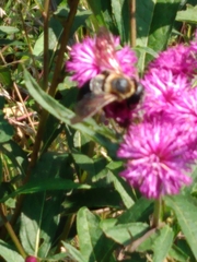 Megachile sculpturalis