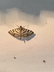 Conchylodes ovulalis