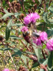 Megachile sculpturalis