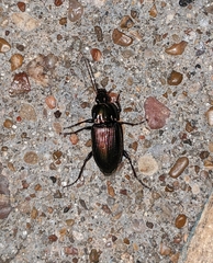 Poecilus chalcites