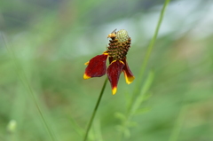 Ratibida columnifera