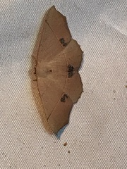 Antepione thisoaria