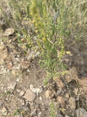 Ambrosia confertiflora