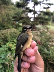 Setophaga caerulescens