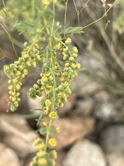 Ambrosia confertiflora