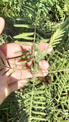 Acaciella angustissima