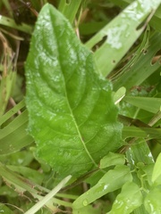 Hippobroma longiflora