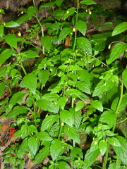 Lysimachia capillipes