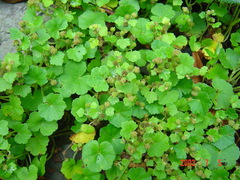 Hydrocotyle nepalensis