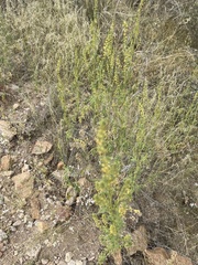 Ambrosia confertiflora