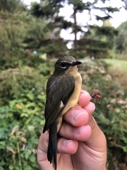 Setophaga caerulescens