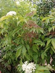 Sambucus nigra