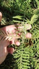 Acaciella angustissima