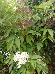 Sambucus nigra