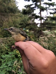 Setophaga caerulescens