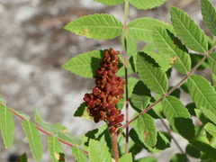 Rhus coriaria