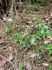 Jasminum urophyllum