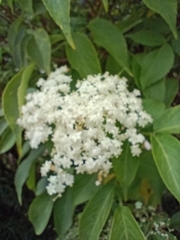 Sambucus nigra
