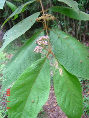 Callicarpa formosana