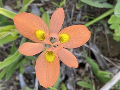 Moraea papilionacea