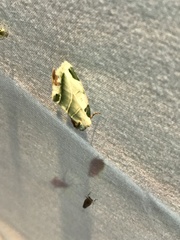 Heminocloa mirabilis