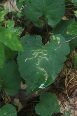 Scrobipalpula manierreorum