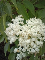 Sambucus nigra