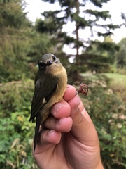 Setophaga caerulescens