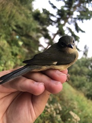 Setophaga caerulescens