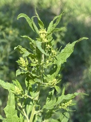 Dysphania ambrosioides