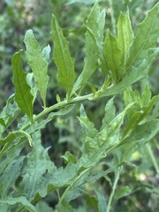 Dysphania ambrosioides