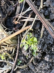 Plagiomnium cuspidatum