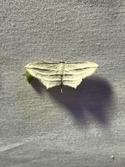 Arcobara multilineata