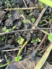 Plagiomnium cuspidatum