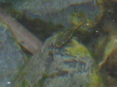 Nopoli Rockclimbing Goby photo 4