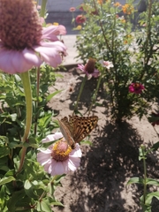 Argynnis pandora